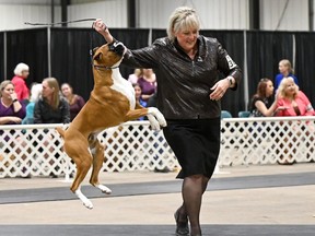 Calgarian Sheila McAvoy is pictured with her dog Doc, a six-year-old boxer. Doc is scheduled to compete at the Westminster Kennel Club Dog Show in New York City on May 9, 2023.