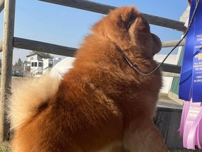 Gail Forsythe's one-year-old chow chow Mars is scheduled to compete at the Westminster Kennel Club Dog Show in New York City on May 8, 2023.