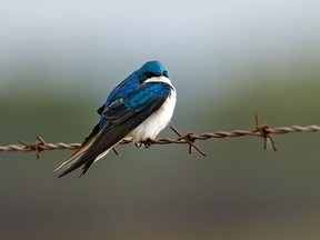 A splash of sunshine catches a tree swallow in the foothills southwest of Calgary, Ab., on Monday, May 8, 2023.