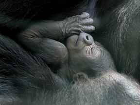 Gorilla born Calgary Zoo