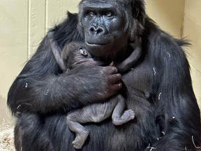 Gorilla born Calgary Zoo