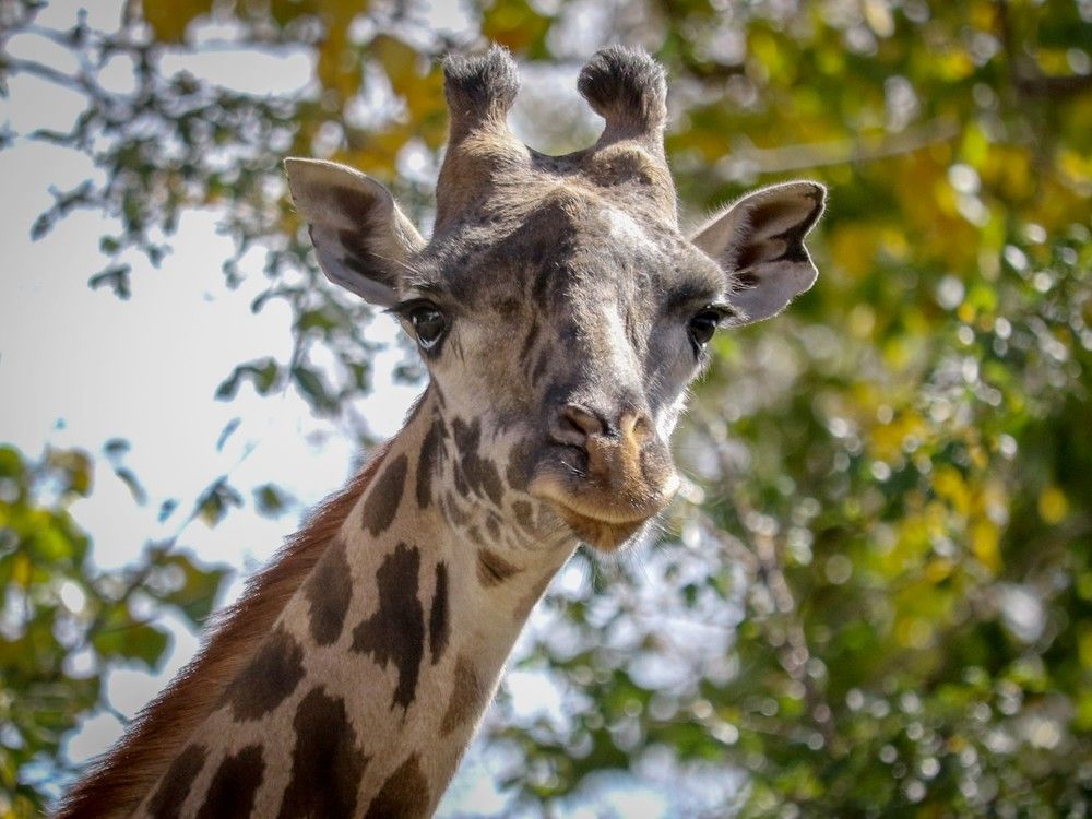 Calgary Zoo giraffe died thanks to a damaged neck in a ‘tragic accident’