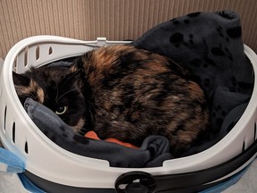 A cat found in a parcel mailed from China to the Vancouver International Mail Centre in Richmond has been treated at the local SPCA animal care centre and is recovering at a foster home.