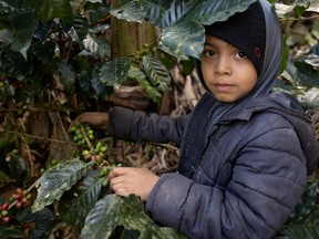 A young child picks ripe coffee cherries in rural Nicaragua.