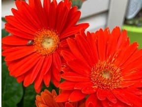 The tender perennials such as gerbera daisies that have been overwintering inside under lights can begin their reacquaintance with the outdoors. Courtesy, Deborah Maier