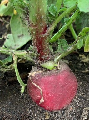 Plant radishes throughout the garden as a trap crop to keep pests away from other plants. Courtesy, Deborah Maier