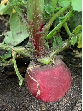 Plant radishes throughout the garden as a trap crop to keep pests away from other plants. Courtesy, Deborah Maier