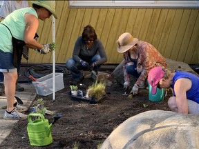Calgary Horticultural Society members planting the native plant garden.