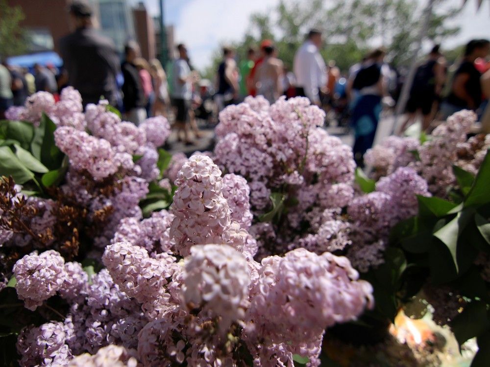 Lilac Festival