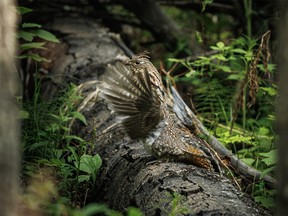 A ruffed grouse drums on a log near Burnstick Lake west of Caroline, Ab., on Tuesday, May 30, 2023.