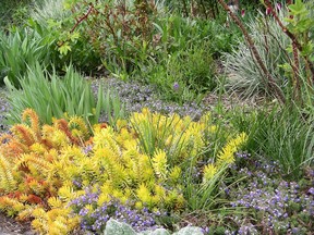 Angelina sedum