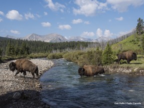 Banff National Park bison