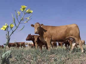 Alberta cattle