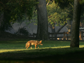 A coyote walks through Griffith Park, the nation's largest urban park, after fleeing flames on May 9, 2007 in Los Angeles, California.