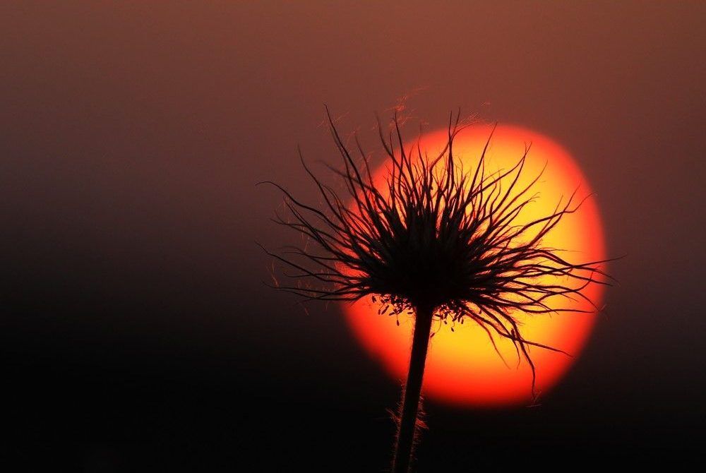 Wildflower in Hand Hills.