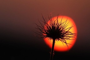 Wildflower in Hand Hills.