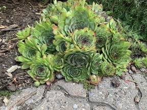 Hen and Chicks