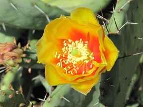 Opuntia bloom