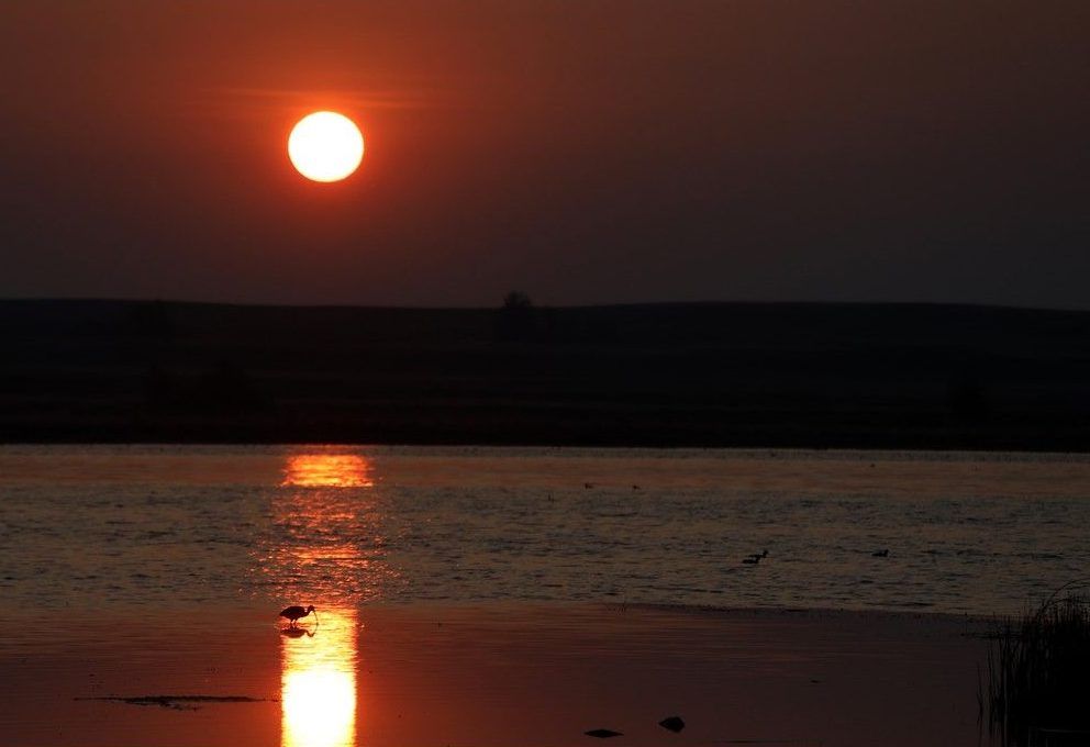 Little Fish lake birds