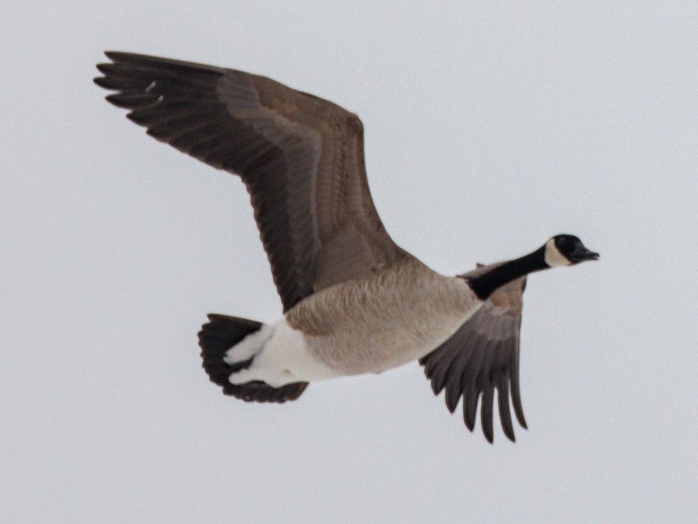 Canada goose hotsell leon ohio