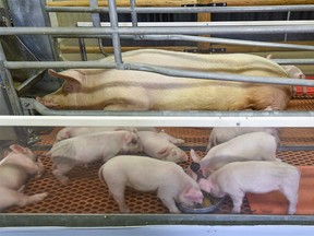 A pig and her piglets in a maternity pen at the Nutrien Western Event Center on Stampede grounds was photographed on Thursday, July 13, 2023.