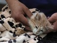 Veterinarian Kostis Larkou tends to a cat suffering from Feline Infectious Peritonitis (FIP), at clinic in Nicosia, the capital of Cyprus, on June 20, 2023.