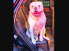 Champ, an American Bulldog, rests in the back of an OPP cruiser.