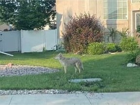 A coyote was spotted on Ragsdill Road at Drobot Place in North Kildonan in Winnipeg at just before 7 a.m. on Friday, and a photo was posted to Facebook. A four-year-old child was attacked by a coyote in the Headmaster Row area of North Kildonan. It was the second child attacked by a coyote in the area in less than a week, Manitoba Natural Resources and Northern Development said.
