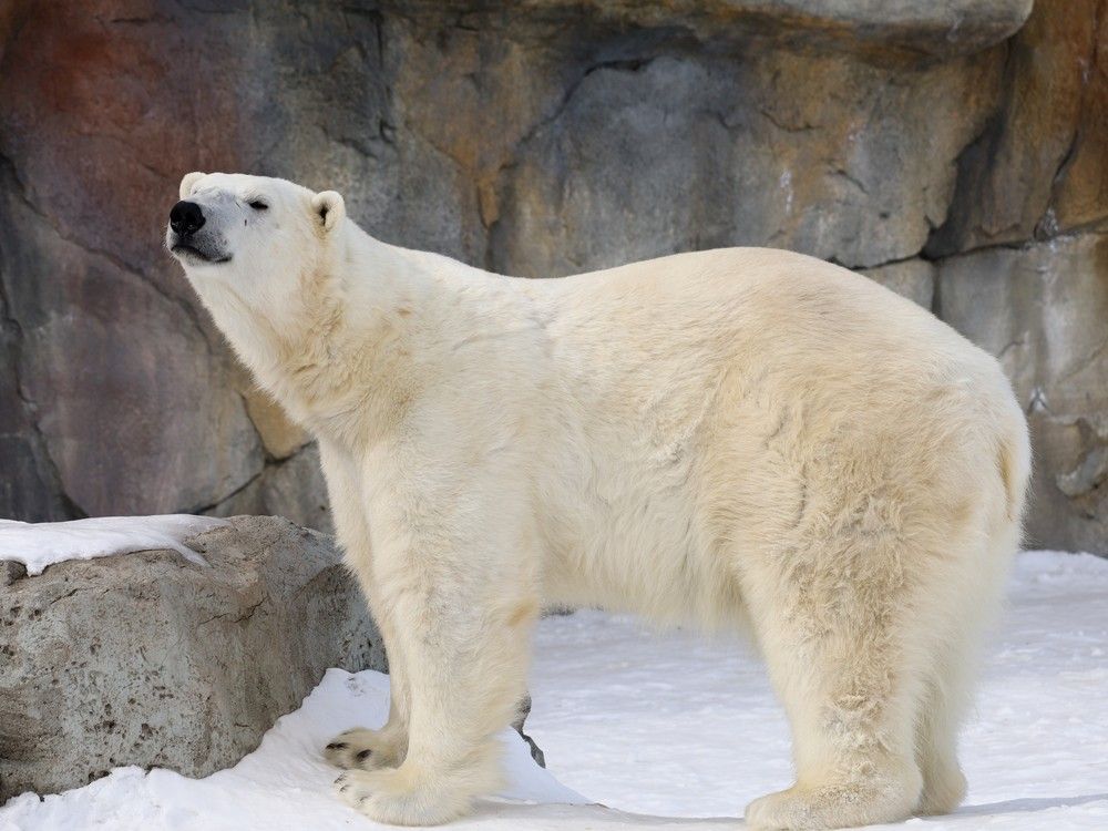 Two polar bears coming to new habitat at the Calgary Zoo