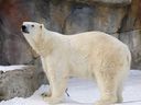 Two polar bears are set to make the move from Winnipeg's Assiniboine Park Zoo to the new polar bear habitat at the Wilder Institute/Calgary Zoo.