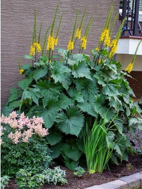 Ligularia Rocket