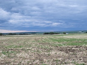 Sean Stanford's canola crop near Magrath, Alta., in June 2022. The top righthand corner of the field is on irrigation, the rest dryland.