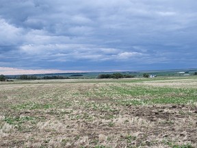 Sean Stanford's canola crop near Magrath, Alta., in June 2022. The top righthand corner of the field is on irrigation, the rest dryland.