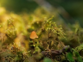 A very tiny mushroom grows on the moss-covered floor of a patch of forest along Burnt Timber Creek west of Cremona, Ab., on Tuesday, August 1, 2023.