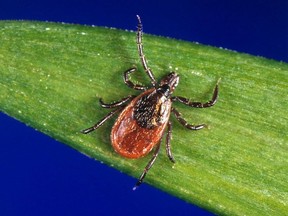This undated photo provided by the U.S. Centers for Disease Control and Prevention shows a blacklegged tick - also known as a deer tick. ORG XMIT: POS1707111856062157