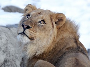 FILE PHOTO: African lion Aslan is introduced to the public at the Calgary Zoo in Calgary, Alberta on January 3, 2013.