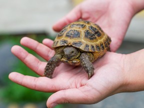 Turtles can shed salmonella in their droppings, with the bacteria later ending up on their shells or skin