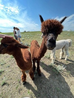 Kirks Alpaca Farm