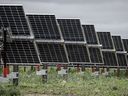 An industry group says Alberta's decision to pause approvals of new renewable energy projects is putting the lives of thousands of workers on hold. Solar panels pictured at the Michichi Solar project near Drumheller, Alta., Tuesday, July 11, 2023.