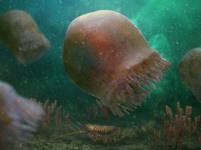 An artist's rendering of a group of Burgess Shale jellyfish is shown in a handout.