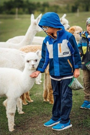 alpaca