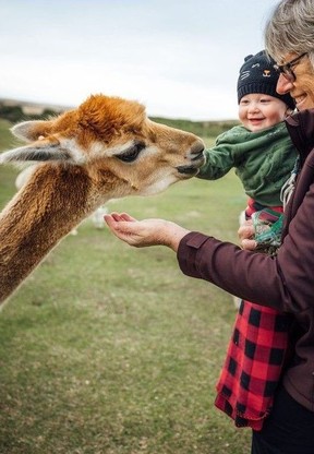 Kirks Alpaca Farm