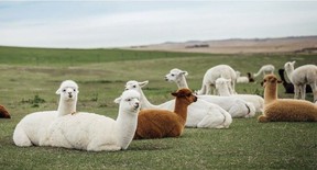 alpacas