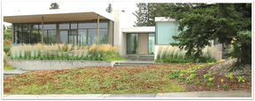 A lawn with reed seed grass planted.