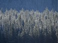 Kananaskis Country forest