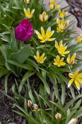 bulbs