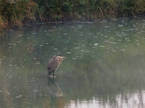 A blue heron huddles in the mist and smoke on Mosquito Creek west of Nanton, Ab., on Wednesday, September 6, 2023.