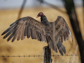 A turkey vulture catches some sun south of Elnora, Ab., on Tuesday, September 12, 2023.