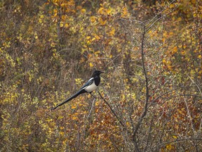 A magpie among saskatoons and buffalo berries in the Bow River valley near Carseland, Ab., on Monday, September 18, 2023.