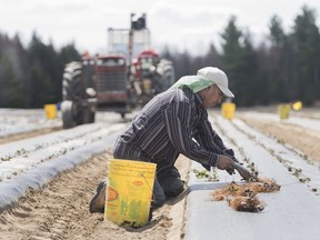 A temporary foreign worker from Mexico plants strawberries on a farm in Mirabel, Que., Wednesday, May 6, 2020.